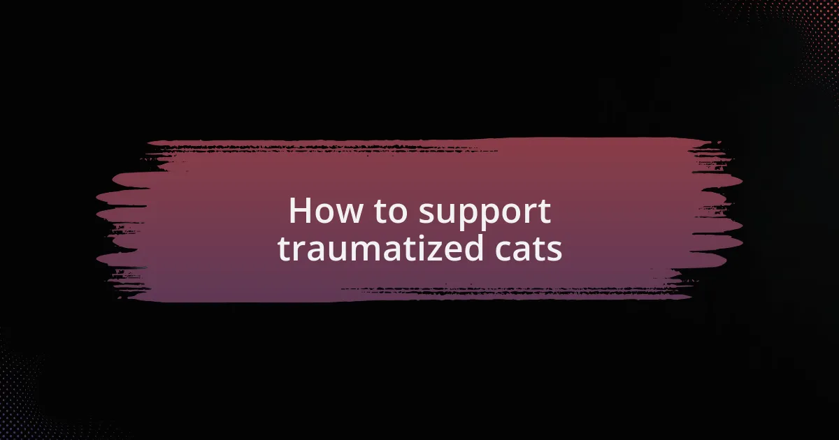 How to support traumatized cats